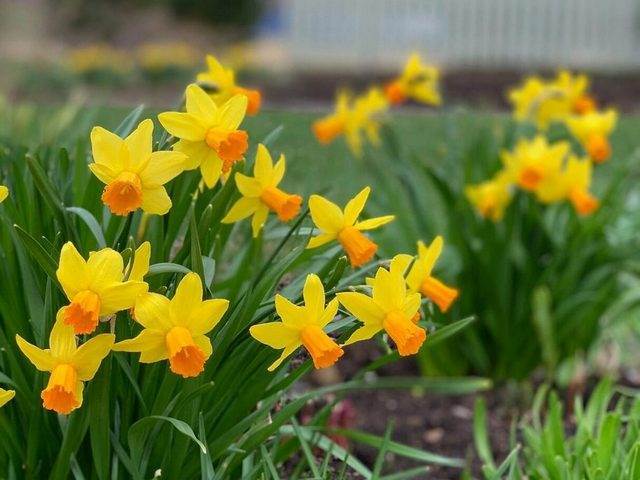 Як обрізати нарциси після в'янення квітів